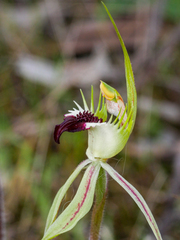 Caladenia dilatata