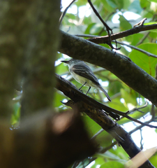 Myiarchus