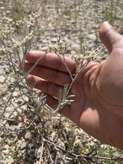 Eriogonum lonchophyllum