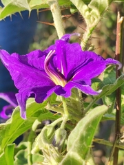Solanum houstonii
