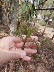 Jacaranda mimosifolia