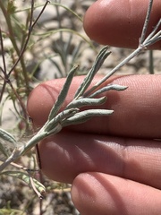 Eriogonum lonchophyllum