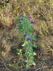 Solanum houstonii