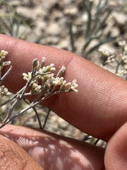 Eriogonum lonchophyllum