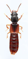 Bledius semiferrugineus