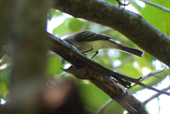 Myiarchus