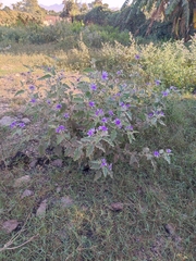 Solanum houstonii