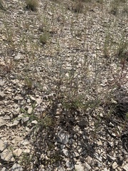 Eriogonum lonchophyllum