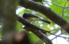 Myiarchus
