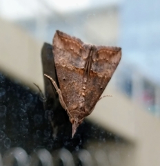 Hypena scabra