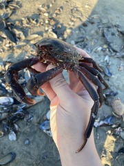 Taliepus nuttallii