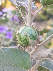 Solanum houstonii