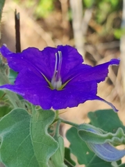 Solanum houstonii
