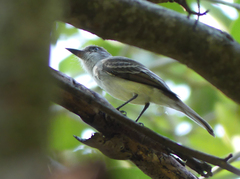 Myiarchus