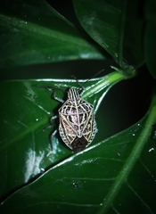 Cappaea taprobanensis