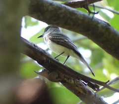 Myiarchus