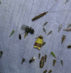 Heterallactis microchrysa