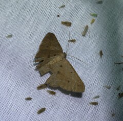 Epicyme rubropunctaria