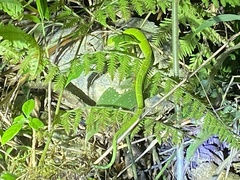 Bothriechis lateralis