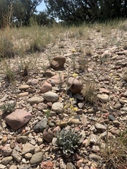 Eriogonum lachnogynum
