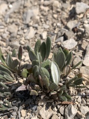 Eriogonum lachnogynum