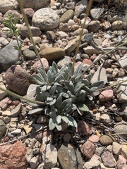 Eriogonum lachnogynum