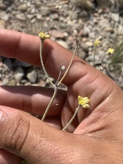 Eriogonum lachnogynum
