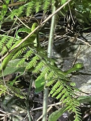 Bothriechis lateralis