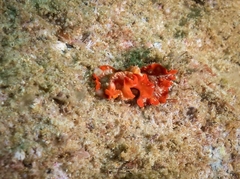 Phrikoceros