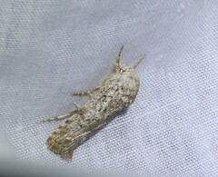 Cryptophasa irrorata