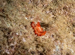 Phrikoceros