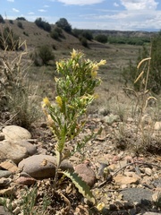 Mentzelia chrysantha