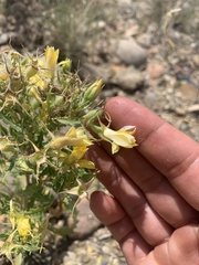 Mentzelia chrysantha
