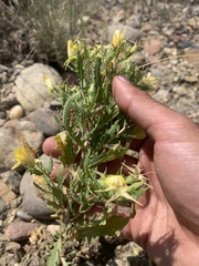 Mentzelia chrysantha