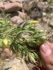 Mentzelia chrysantha