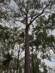 Eucalyptus fibrosa