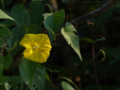 Ipomoea clarkei