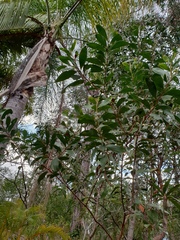 Acacia leiocalyx
