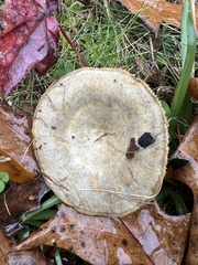 Lactarius chelidonium