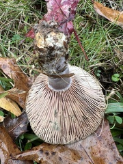 Lactarius chelidonium