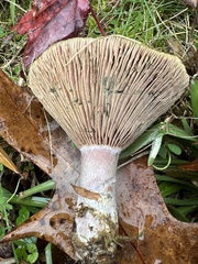 Lactarius chelidonium