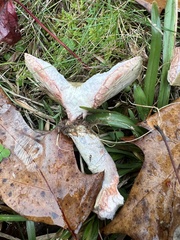 Lactarius chelidonium