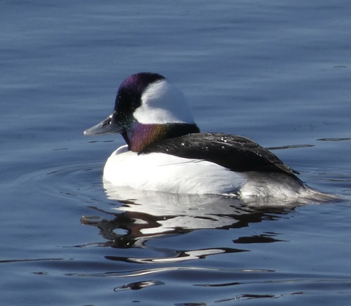 Porrón albeola (Bucephala albeola)