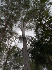 Corymbia henryi