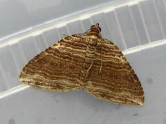 Anticlea multiferata