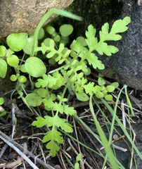 Pholistoma auritum arizonicum