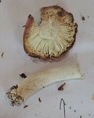 Russula betularum
