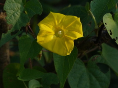 Ipomoea clarkei