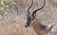 Aepyceros melampus melampus