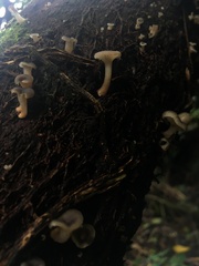 Agaricales
